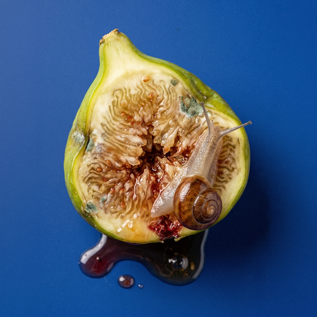FIG PORN – BORNTOSTANDOUT