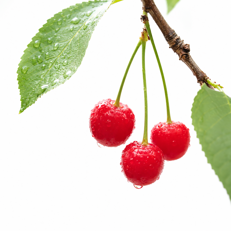 MORELLO CHERRY
