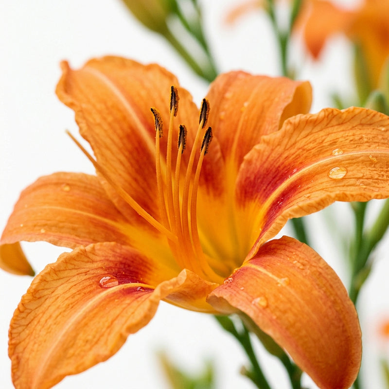 ORANGE FLOWER