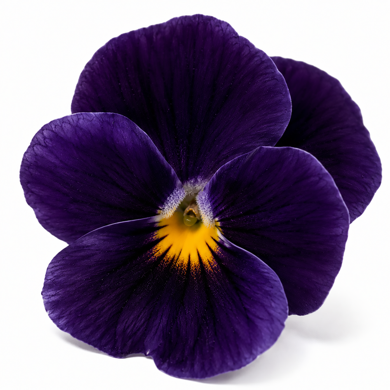 VIOLET LEAVES